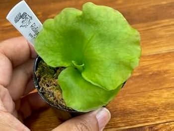 やまさん専用　ビカクシダ　リドレイ　細葉 Amazon.co.jp: frog_yamato【ridleyi nano】リドレイ ナノ 細葉